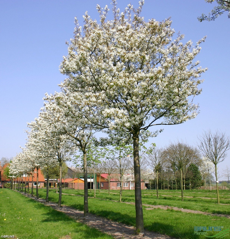 Ирга Ламарка (Amelanchier lamarckii)