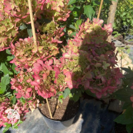 Гортензия метельчатая Металлика