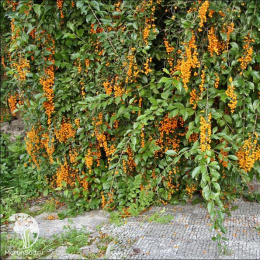 Древогубец круглолистный мужской