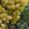 Виноград плодовый Лилла фото 2 
