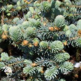 Ель колючая Блю Тринкет