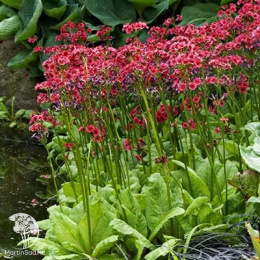 Примула японская Миллерз Кримсон