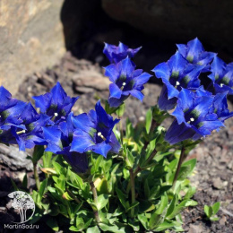 Горечавка динарская