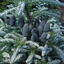 Пихта корейская Сильберлок