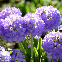 Примула мелкозубчатая Лилак лиловая