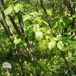 Ольха чёрная Лушин