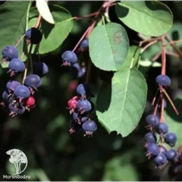 Ирга ольхолистная Гритберри Арома