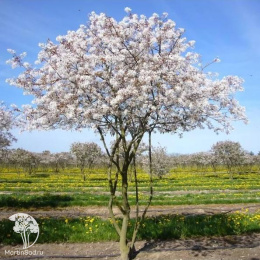 Ирга Ламарка