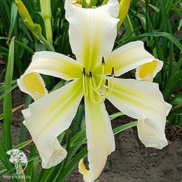 Лилейник Хевенли Керлс