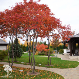 Ирга Ламарка с формой кроны "Крыша"