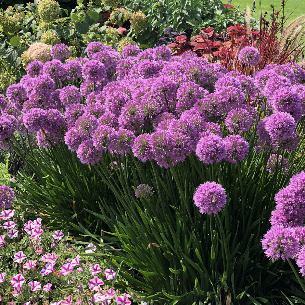 Лук Allium 'Millennium'