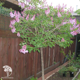 Сирень обыкновенная Генерал Першинг на штамбе