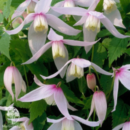 Клематис Вилли