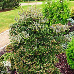 Пихта корейская Бревифолия