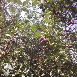 Вишня Кентская