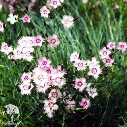 Гвоздика перистая белая с малиновым кольцом в середине