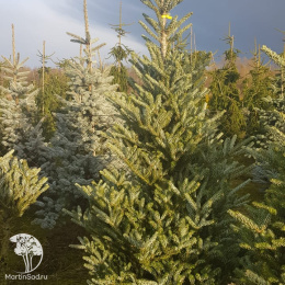 Пихта корейская Сильберлок