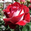 Роза чайно-гибридная Люксор фото 3 