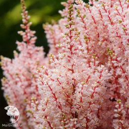 Астильба японская Лук эт Ми
