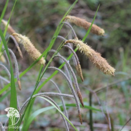 Осока повислая