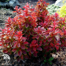 Барбарис тунберга Адмирейшн