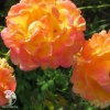 Роза флорибунда Алинка на штамбе фото 3 