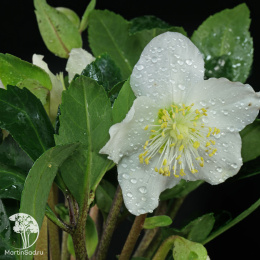 Морозник чёрный Кристмас Кэрол