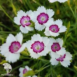 Гвоздика травянка Арктик Фаер