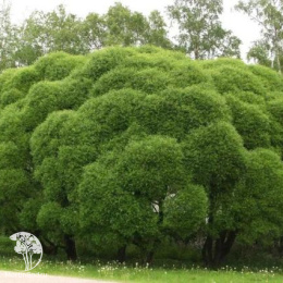 Ива ломкая Булата