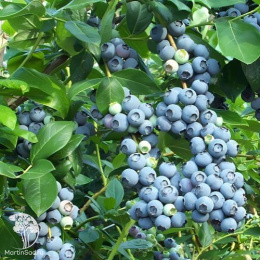 Голубика высокорослая Легаси