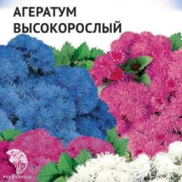 Агератум высокорослый, смесь, Триколор