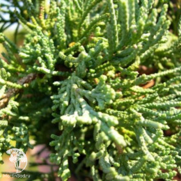 Можжевельник китайский Шимпаку