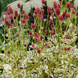 Кровохлебка малая