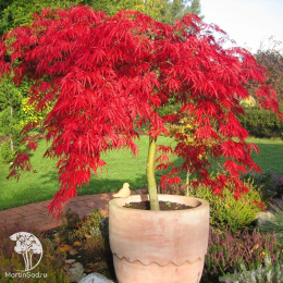 Клён японский Фейри Лайт