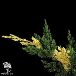 Можжевельник китайский Экспанса