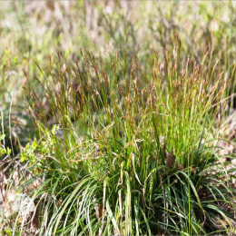 Осока пальчатая