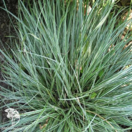 Осока коническая Сноулайн