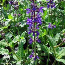 Набор для мяса тимьян Лимон Вариегата + шалфей Виола Клозе