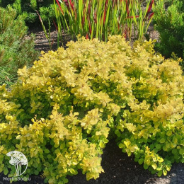 Барбарис тунберга Бонанза Голд