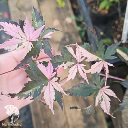 Клён веерный Асахи Зуру