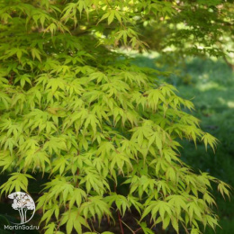 Клён веерный Катсура