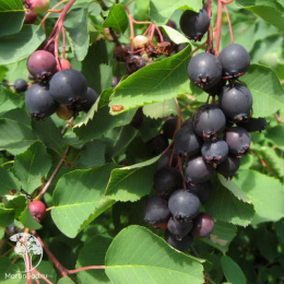 Ирга ольхолистная Красноярская