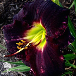 Лилейник Лонгфилдс Блэк Меджик