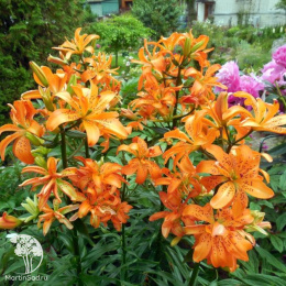 Лилия Маст Си