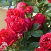 Кустовая роза Эрик Таберли Ред Эден (роза шраб) фото 2 