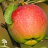 Сверхвыгодный комплект! Яблоня Медуница + опылитель яблоня Антоновка фото 1 