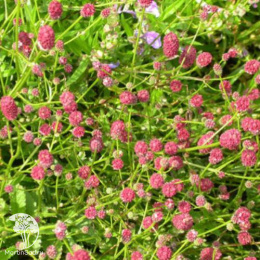 Кровохлебка малая