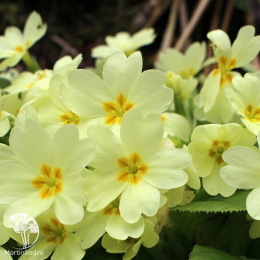 Примула обыкновенная Еллоу