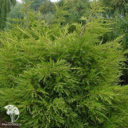 Можжевельник китайский Куривао Голд