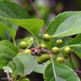Древогубец круглолистный Диана